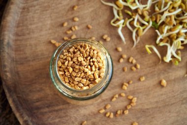 Arka planda Trigonella filizlenmiş bir bardakta çemen ağacı tohumları