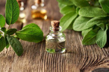 Taze adaçayı dallarıyla birlikte gerekli yağ şişesi