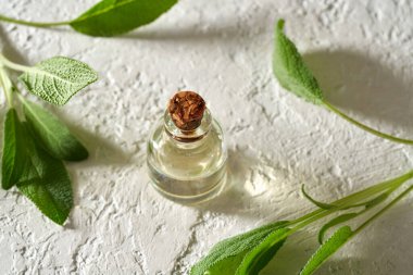 Taze adaçayı dallarıyla birlikte gerekli yağ şişesi