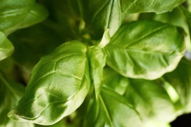 Taze fesleğen dalları, kapatın.