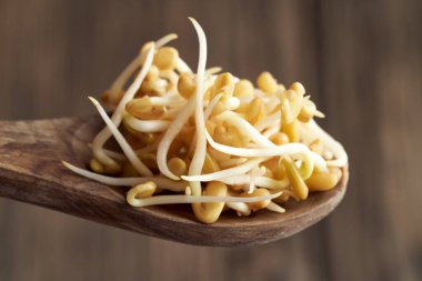 Tahta bir kaşıkta çimen tohumu filizlenir. Yaklaş.