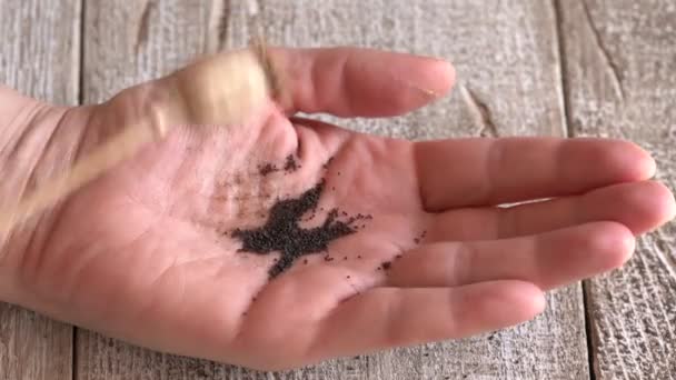Despejar Sementes Papoila Cápsula Uma Mão — Vídeo de Stock