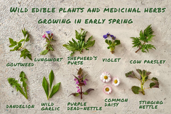 Dandelion, nettle, wild garlic, cow parsley and other wild edible plants and medicinal herbs growing in early spring, with inscriptions