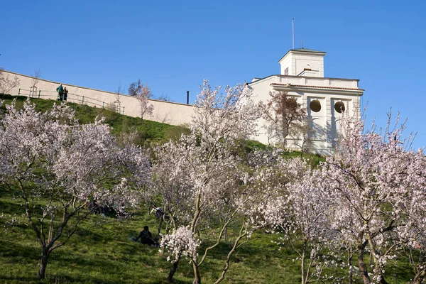 プラハ チェコ共和国 エイプリル社 2020年4月 米国大使館 前景に春にアーモンドの木が咲く — ストック写真