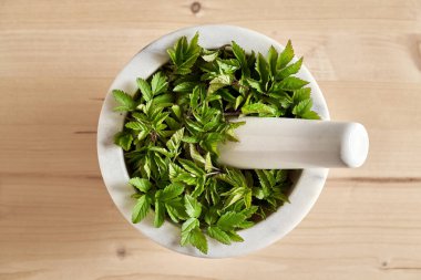 Genç toprak ağası ya da gutweed yaprakları mermer bir havan topu, üst görünüm