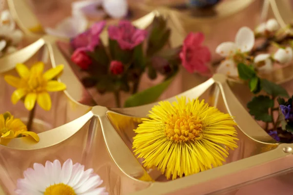 Кольтфут Легкі Звичайні Ромашки Інші Дикі Весняні Квіти Порожній Коробці — стокове фото