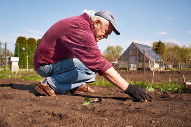 Baharda bahçeye kohlrabi fideleri eken yaşlı bir adam.