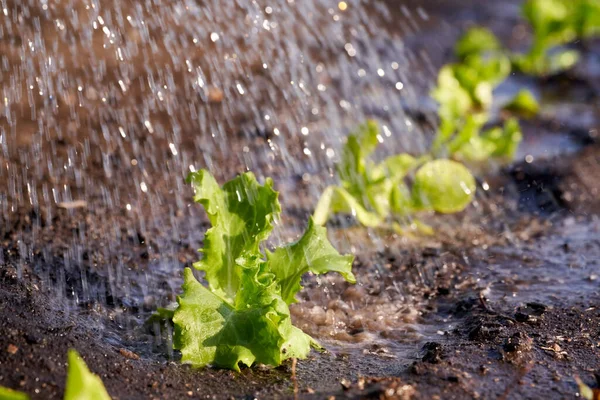 春に庭で成長するレタスの苗の水まき — ストック写真