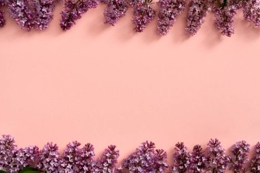 Bahar konsepti - Pastel pembe arkaplandaki eflatun çiçekleri