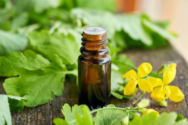 Taze Chelidonium Majus bitkisiyle birlikte bir şişe celandine tentürü.
