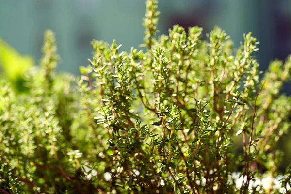 Verse Tijm Kruid Groeit Buiten Het Zonlicht Close — Stockfoto