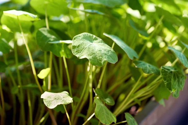 Jonge Nasturtium Tropaeolum Majus Bladeren Een Bloempot Buiten Bij Zonnig — Stockfoto