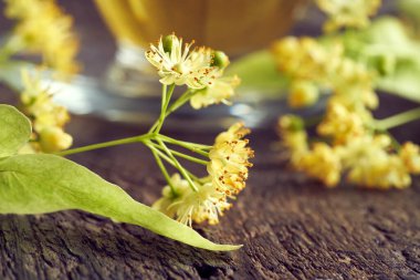 Arka planda bir fincan bitkisel çay ile ıhlamur çiçekleri yakın plan. Alternatif tıp.