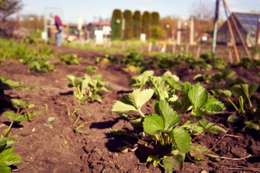 Bahçede yetişen çilek fidanları ya da baharda ayrılan tahıllar.