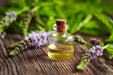 Ahşap bir masanın üzerinde taze naneli bitkiyle birlikte bir şişe gerekli yağ. Aromaterapatik ilaç..