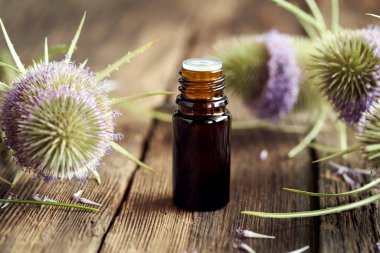 İçinde taze Dipsacus Sylvestris çiçekleri olan bir şişe yabani çay tentürü. Alternatif bitkisel tedavi..