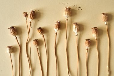 Bej arkaplanda tohumları olan haşhaş başlıkları veya kapsüller