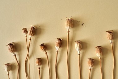 Pastel bej arka planda tohumları olan kurutulmuş haşhaş başları.