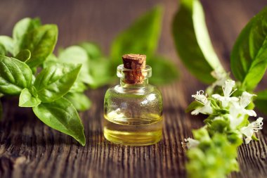 Bir şişe aromaterapi gerekli yağ ve taze fesleğen bitkisi.