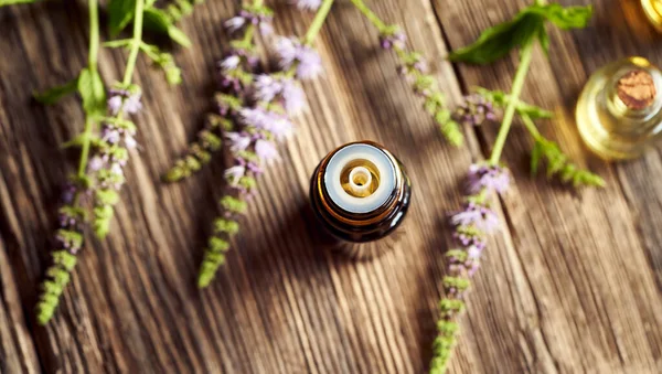Een Donkere Fles Aromatherapie Etherische Olie Met Verse Bloeiende Pepermunt — Stockfoto