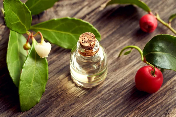 Botella Aceite Esencial Con Planta Verde Invernal Fresca Sobre Fondo —  Fotos de Stock