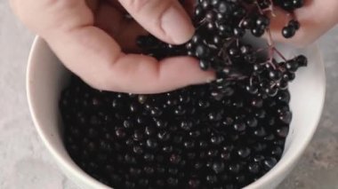 Bitkisel siyah yaşlı şurubu hazırlamak için dal dalından taze mürver topluyorum. Kapat..