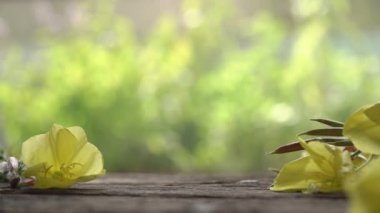 Taze Oenothera biennis çiçekleri ve yeşil bokeh arka planı olan bir şişe çuha çiçeği koyan bir el.