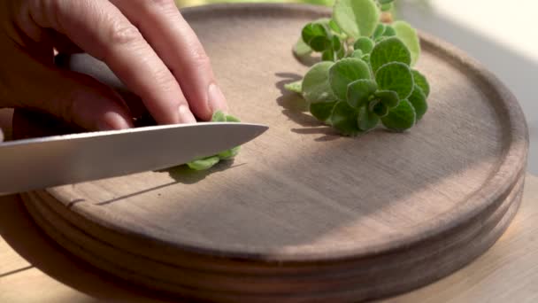 Friss Ezüst Spurflower Vágása Késsel Hogy Gyógynövényszirupot Készítsen Közönséges Hideg — Stock videók