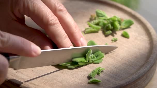 Het Snijden Van Verse Zilveren Spurflower Plant Zelfgemaakte Kruidensiroop Bereiden — Stockvideo