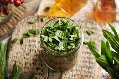 Making homemade herbal syrup for cough with chopped fresh ribwort plantain syrup leaves and brown sugar