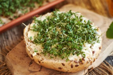 Tereyağlı çörek ve taze yetişmiş bahçe teresi lahanası ya da mikro yeşillikler, yakın plan.