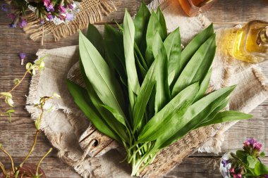 Taze sarımsak ya da Ramson yaprakları. Baharın başında toplanan yenilebilir yabani bitkiler.