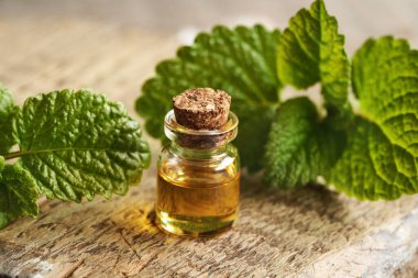 Melissa 'nın yağı ve taze Melissa bitkisi.