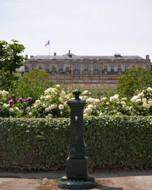 Güneşli bir günde eski binası olan Paris parkında güzel bir gül bahçesi.