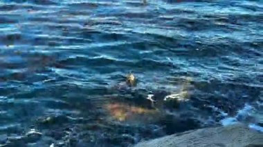 Vahşi su samuru okyanusta huzur içinde yüzüyor. Etrafı nazik dalgalarla ve yosunlarla çevrili.