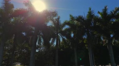 Düşük açılı palmiye ağaçları, parlak güneş ve zengin mavi arkaplan.
