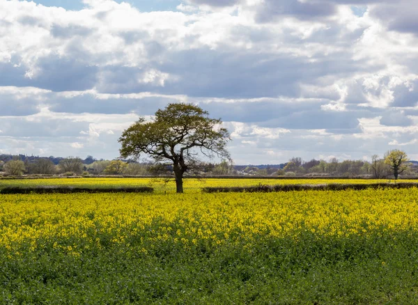 Boom op het platteland van Essex — Stockfoto