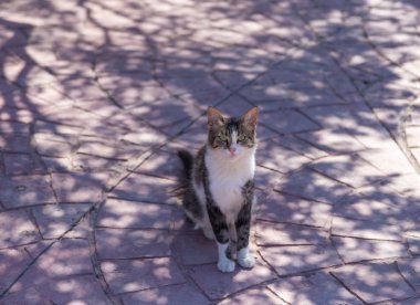 Tekir kedi gölgede oturuyor