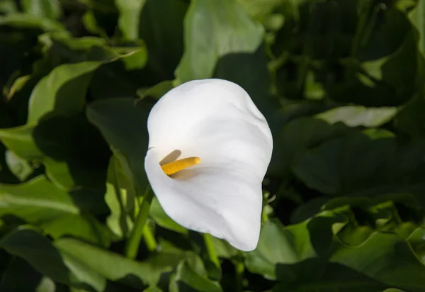 Arum Lilly tulpină perfectă — Fotografie, imagine de stoc