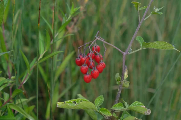 Red berries in the undergrowth — Stock Photo, Image