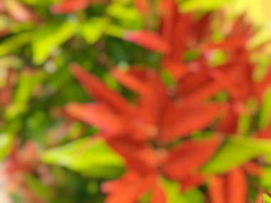 blurred view of tropical leaves, closeup. natural background