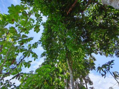 Palmiye yaprakları, yazın doğa bitki örtüsü.