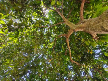 Ormanda yeşil yapraklar