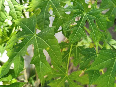 Ormandaki bir ağacın yeşil yaprakları