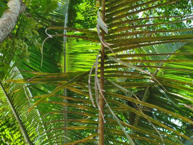 Palmiye yaprakları, bitki örtüsü, çevre