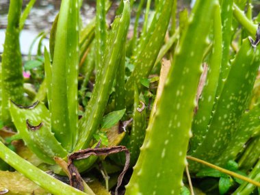 Doğal görünen yeşil doğal manzara.
