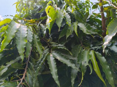 yeşil yapraklar, bitki örtüsü ve doğa