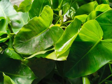 Bahçede yeşil bitki yaprağı