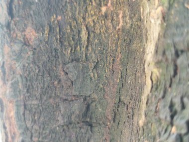 Eski ahşap kabuk dokusunun soyut arkaplanı