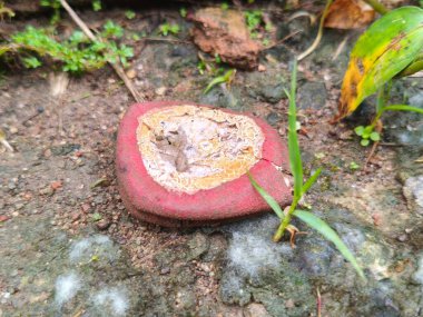 Ağaç gövdesinde yetişen kırmızı ve beyaz mantarın yakın plan çekimi.